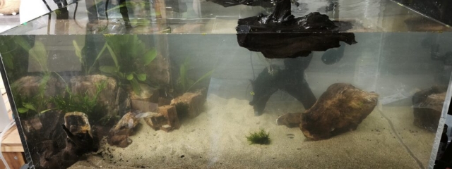 90アクリル水槽 記録 1日目