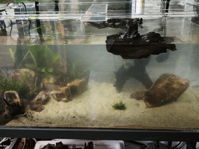 90アクリル水槽 記録 1日目