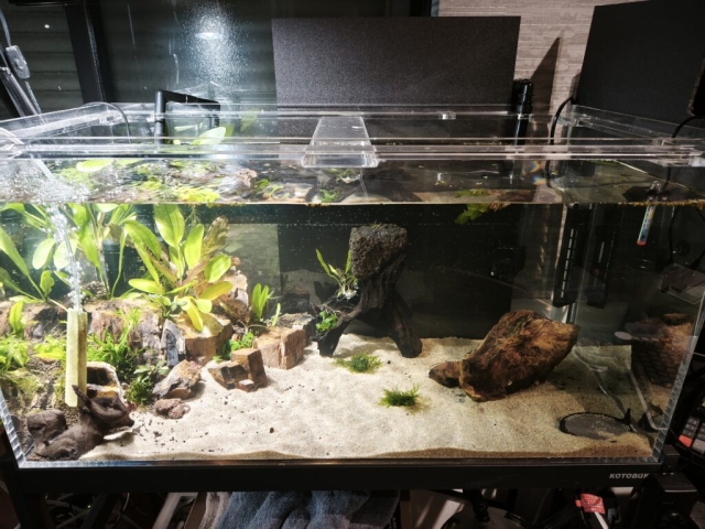 90アクリル水槽 記録 3日目